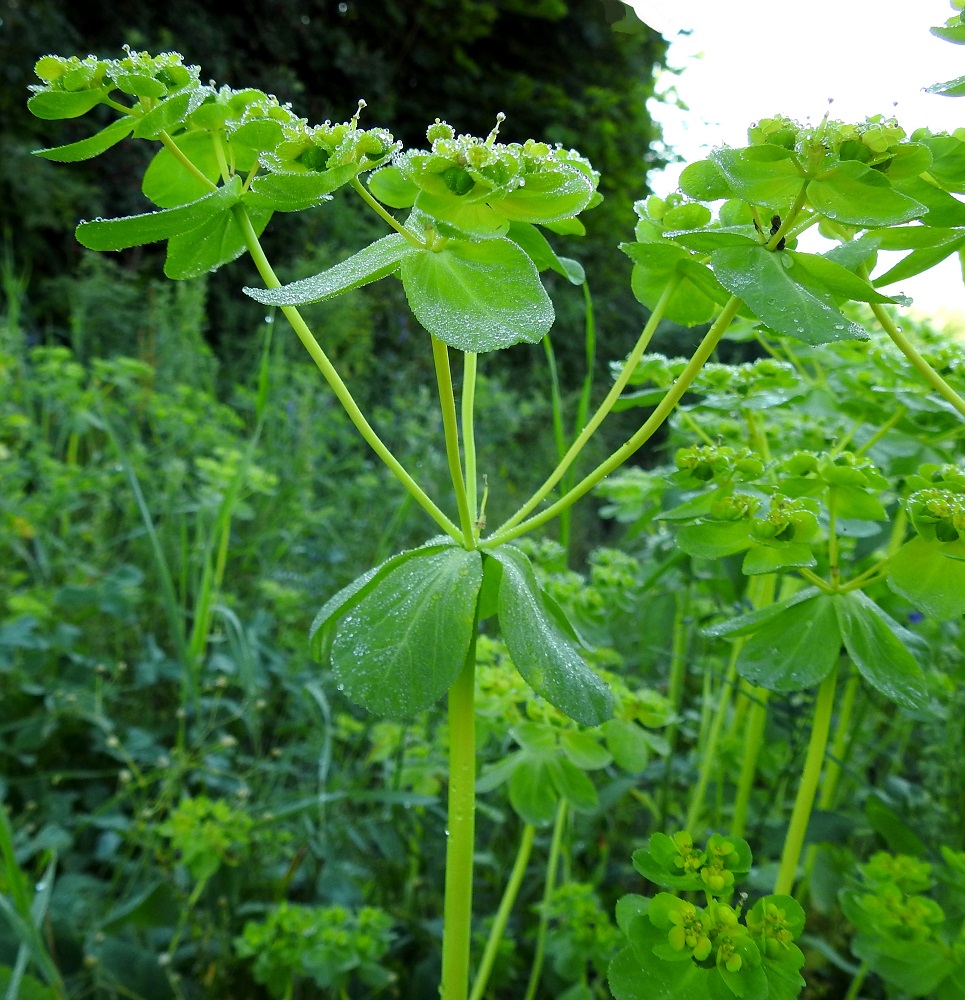 Euphorbia helioscopia - viisisädetyräkin kukinto on varren ja haarojen kärjessä oleva, osakukintojen muodostama kerrannaissarja, joka ensin jakautuu viiteen haaraan. Lähilajilla, kolmisädetyräkillä, E. peplus, päähaaroja on kolme. 20.7.2024. Copyright Hannu Kämäräinen.