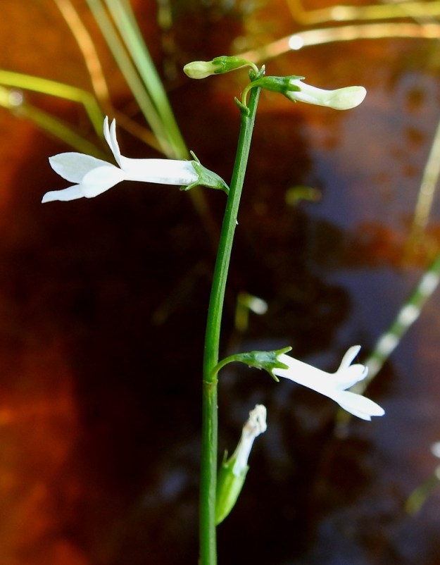 Lobelia dortmanna - nuottaruohon pitenevän kukintotertun kärkeen puhkeaa uusia kukkia samaan aikaan, kun alimmat ovat jo täysin ohikukkineet. 28.6.2024. Copyright Hannu Kämäräinen.