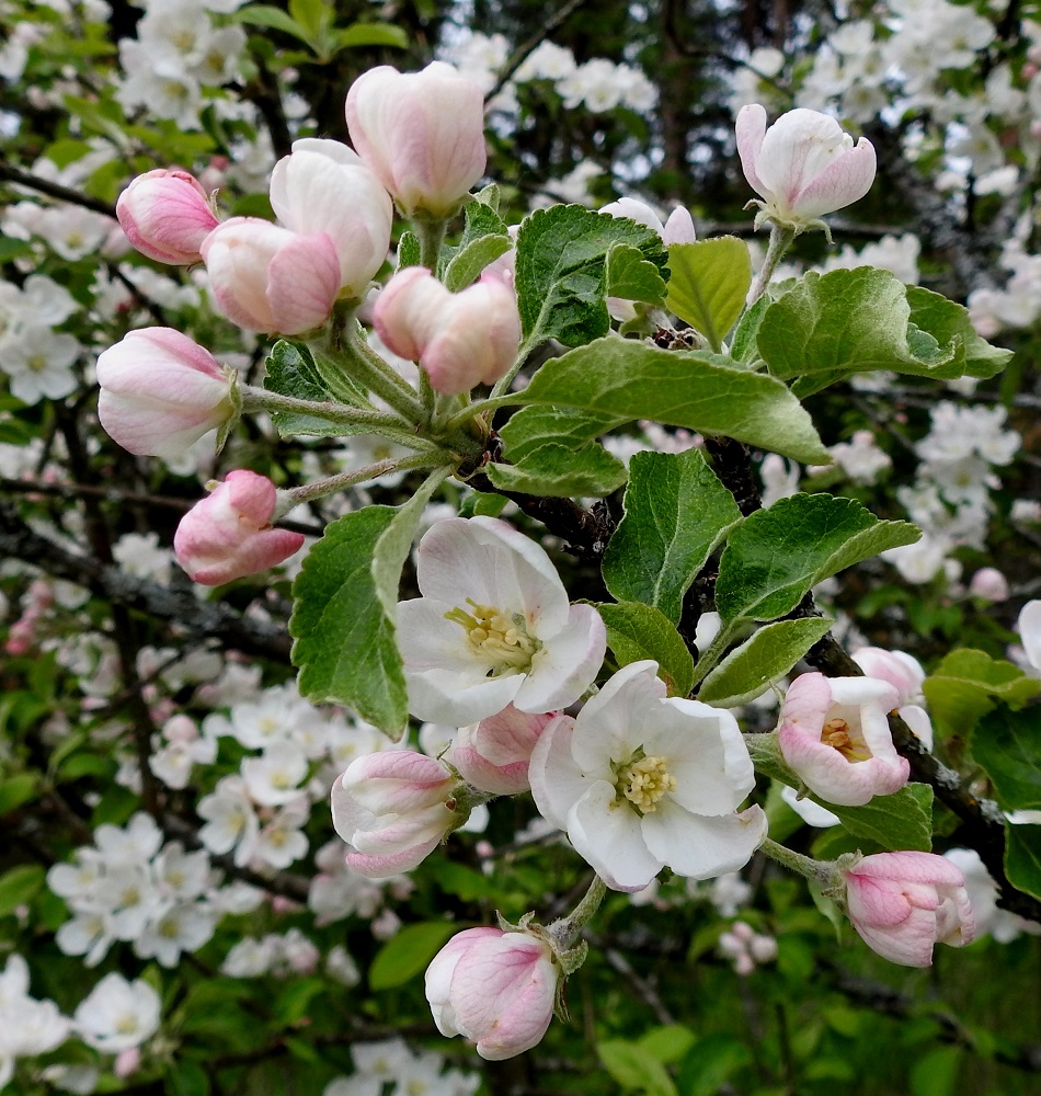 Malus domestica - tarhaomenapuun kukat ovat sarjana, jossa on useimmiten kahdesta kuuteen kukkaa. Kuvassa näkyvässä kahdessa sarjassa kukkia on tosin seitsemän. Teriö on nupussa yleensä vaaleanpunainen, avoimena valkoinen tai vaaleanpunainen. V, Turku, Iso-Heikkilä, Härkämäki, mäen kaakkoistyvi, mäntymetsän laitaruohikko, 28.5.2021. Copyright Hannu Kämäräinen.