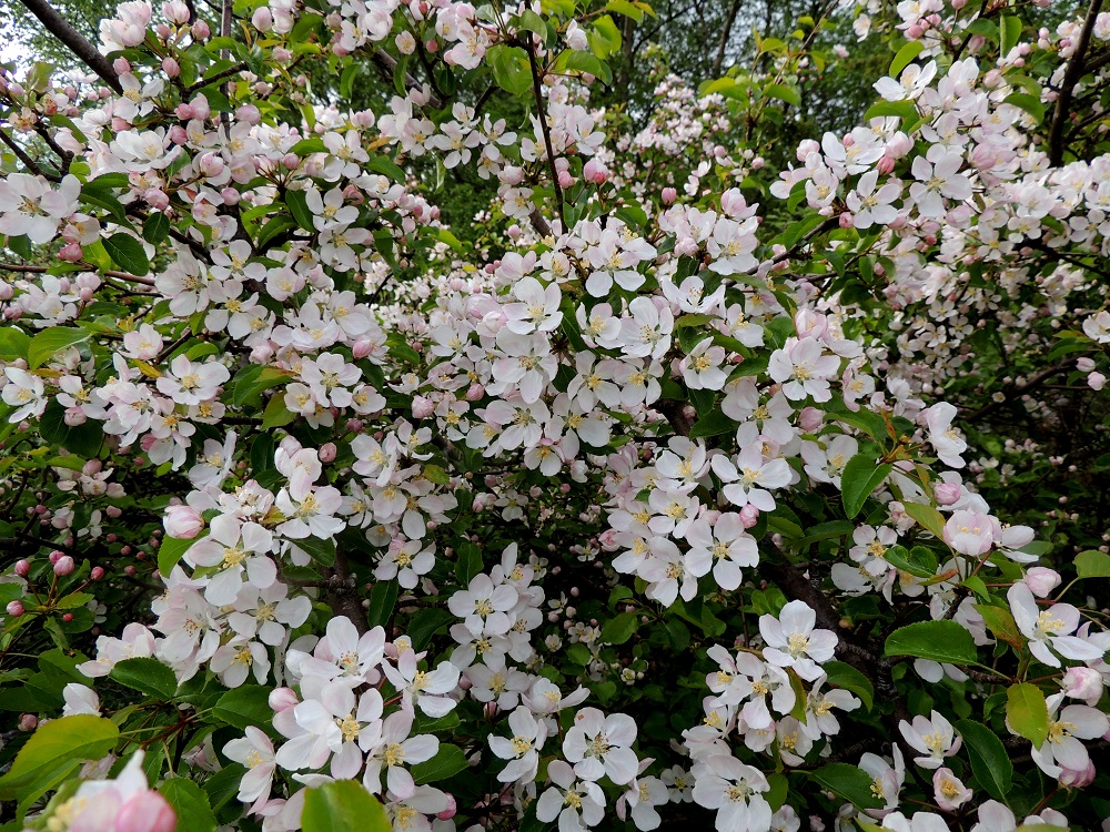 Malus sylvestris - metsäomenapuun kukinta on parhaimmillaan todella näyttävä, mutta kukinnan määrä vaihtelee vuosittain huomattavasti. Laji vaatii lisääntymiskykyisten hedelmien kehittymiseen ristipölytyksen eli toisen puuyksilön riittävän lähelle, jotta pölyttävät pistiäiset tulevat kuljettaneeksi siitepölyä puiden välillä. 30.5.2013. Copyright Hannu Kämäräinen.