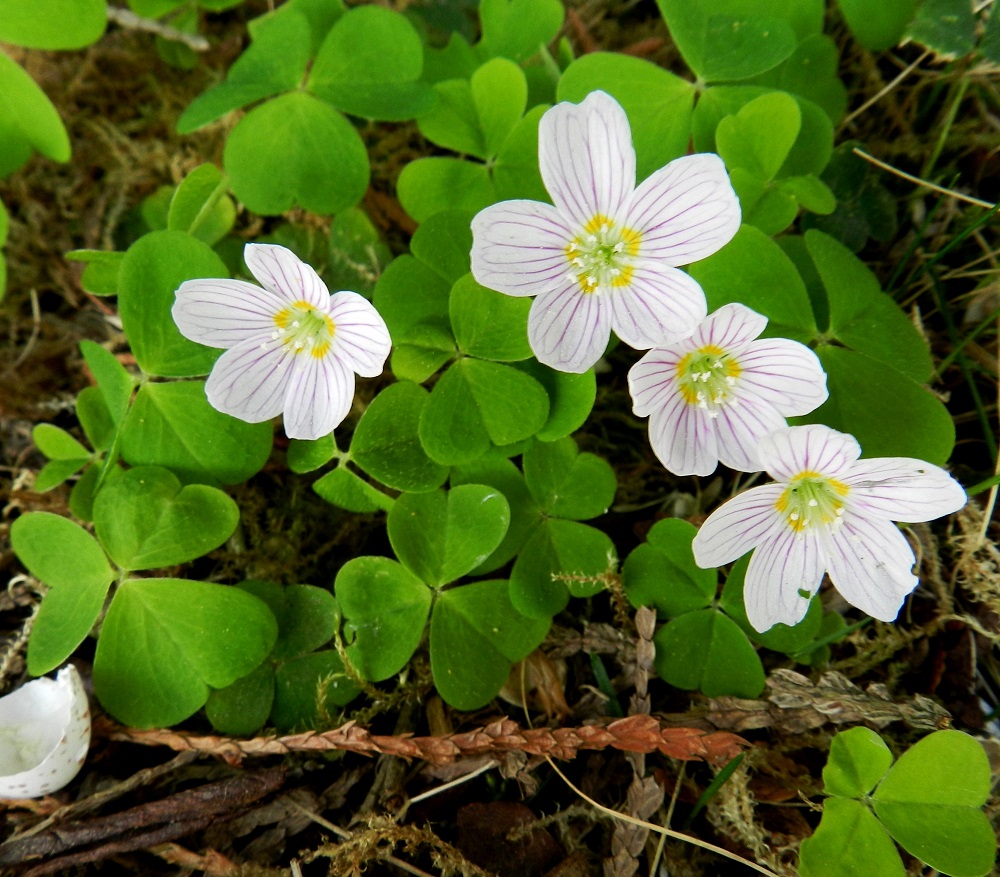Oxalis acetosella - (metsä)käenkaalin teriö on säteittäisesti viisilehtinen, leveän kellomaisesti aukeava ja yleensä noin 15-20 mm leveä. EH, Hämeenlinna, Loimalahti, Hirsimäki, omakotialue, Näsiäntien varren pihamaa, 21.5.2011. Copyright Hannu Kämäräinen.