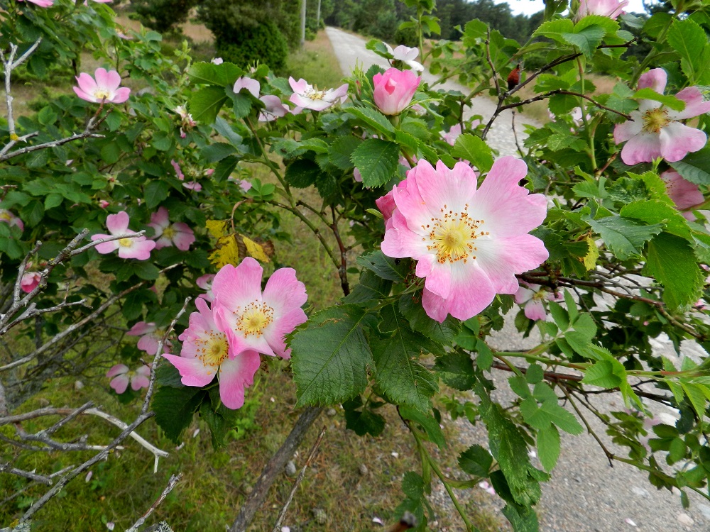 Rosa caesia - himmeäorjanruusun teriö on tavallisesti vaaleanpunainen ja viisilehtinen. Joskus terälehtiä voi olla enemmänkin, kuten kuvan oikeanpuoleisessa kukassa, jossa niitä on peräti seitsemän. V, Kemiönsaari, (aik. Dragsfjärd), Hiittisten saaristo, Örö, saaren keskiosan suuren kanervanummi- ja ketoalueen itälaita Lyhyt ikävä -tien varressa, 14.7.2012. Copyright Hannu Kämäräinen.