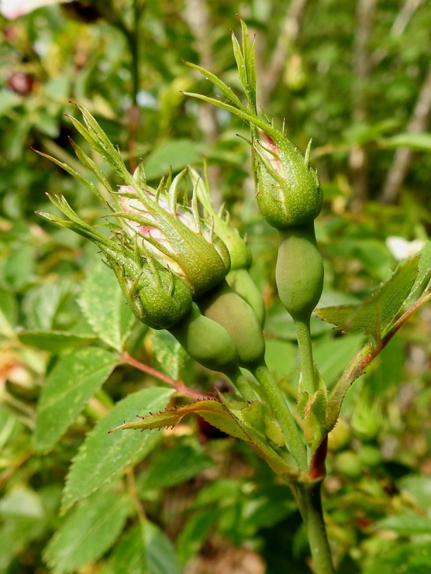 Rosa canina - kaljukoiranruusun kukat ovat vuosiversojen kärjessä lehtihankaisesti yksittäin tai kukinto on kahdesta neljään kukan huiskilo. Kukkaperä on useimmiten noin 15-20 mm pitkä tai harvoin lyhyempi. Se ja kukkapohjus ovat kaljuja. Verholehtiä on viisi. Ne ovat hyvin kapeanpuikeat, kärkiosasta kapean pitkäsuippuiset ja sivuliuskaiset sekä ulkopinnalta yleensä tiheästi hyvin lyhytkarvaiset. Verholehdet ovat tavallisesti noin 15-25 mm pitkät ja tyveltään noin 3-5 mm sekä kärkiosastaan noin 0,5-2 mm leveät. Toisinaan kärkiosa laajenee liuskaisen lehtimäiseksi. 20.6.2023. Copyright Hannu Kämäräinen.