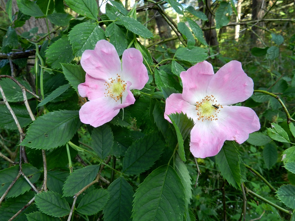 Rosa dumalis - heleäorjanruusun teriö on säteittäinen, useimmiten vaaleanpunainen ja yleensä noin 40-50 mm leveä. Terälehtiä on lähes aina viisi. V, Kemiönsaari, (aik. Dragsfjärd), Hiittisten saaristo, Örö, saaren lounaisosa, eteläkärkeen vievän Pitkä ikävä -tien varren harvan metsikön laide, 14.7.2012. Copyright Hannu Kämäräinen.