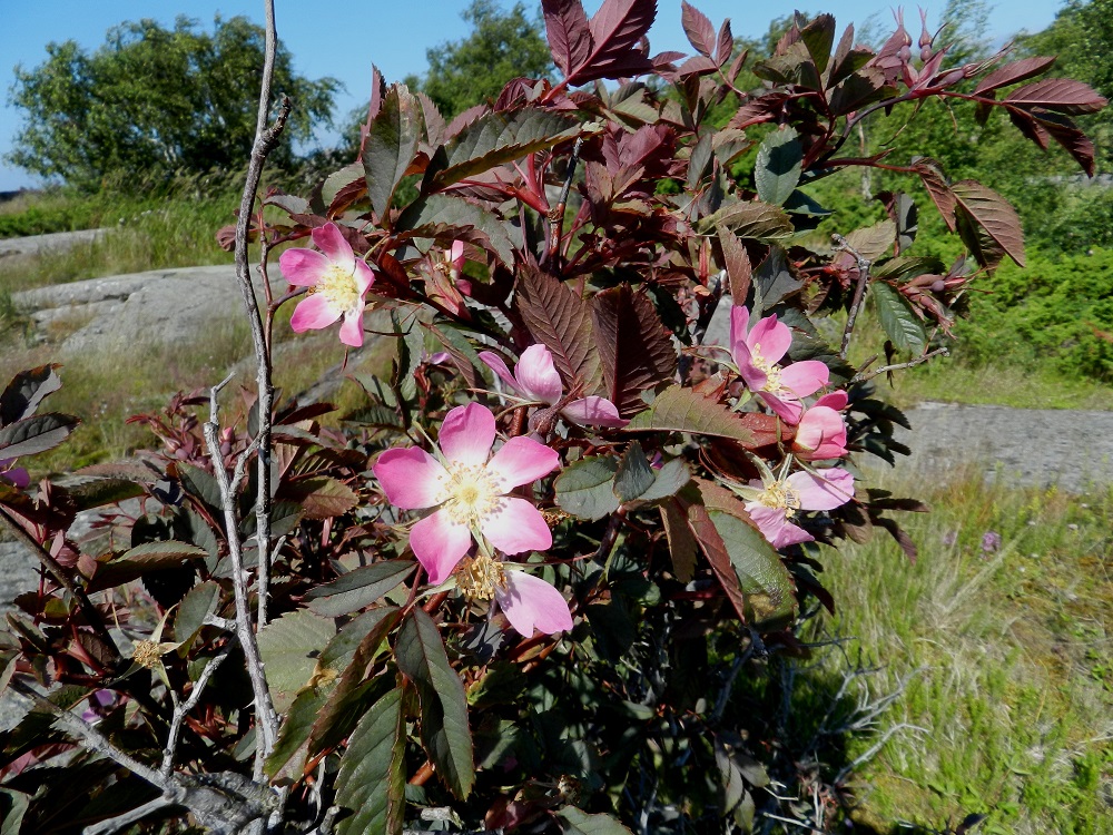 Rosa glauca - punalehtiruusun teriö on säteittäinen, punainen ja tyviosastaan vaaleampi tai lähes valkoinen sekä yleensä noin 35-40 mm leveä. Terälehtiä on viisi. V, Kemiönsaari, (aik. Dragsfjärd), Hiittisten saaristo, Örö, saaren eteläkärki Södernäbben, entinen kuuden tuuman tykkipatterialue, 14.7.2012. Copyright Hannu Kämäräinen.