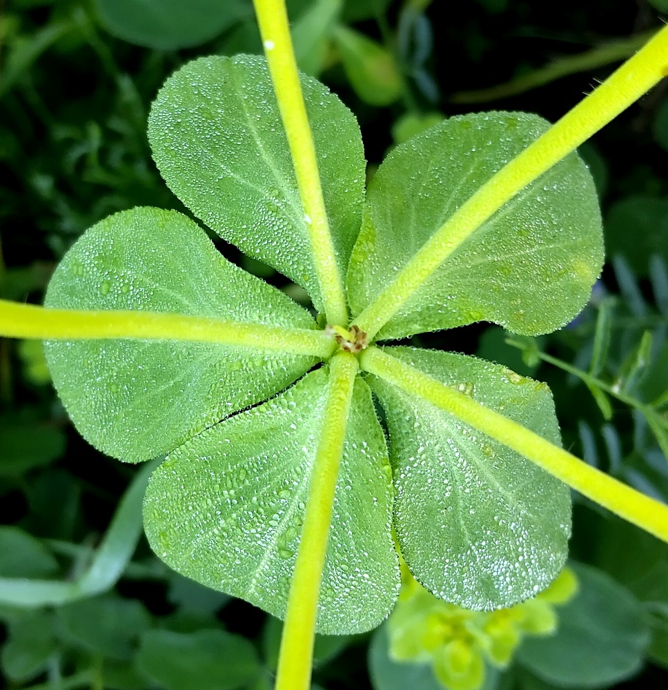 Euphorbia helioscopia - viisisädetyräkin pääsarjan kukin haara on tukilehdellinen. Tukilehdet ovat vihreät tai kellanvihreät ja useimmiten soikean vastapuikeat sekä pyöreä-, tylppä- tai lanttokärkiset. Ne ovat tavallisesti noin 10-30 mm pitkät ja leveimmältä kohtaa noin 5-20 mm leveät. 20.7.2024. Copyright Hannu Kämäräinen.