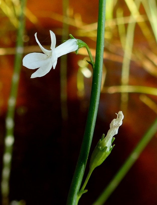 Lobelia dortmanna - nuottaruohon kukat ovat pienten tukilehtien hangassa. Tukilehti on tasasoukka tai kapeanpuikea, pyöreähkökärkinen ja noin 2-3 mm pitkä sekä leveimmältä kohtaa noin 1-1,5 mm leveä. Muutamia lähes samanlaisia, pieniä lehtiä kasvaa myös varressa kukinnon ja ruusukkeen välillä. Kukkaperä on ohut ja useimmiten noin 3-6 mm pitkä. 28.6.2024. Copyright Hannu Kämäräinen.