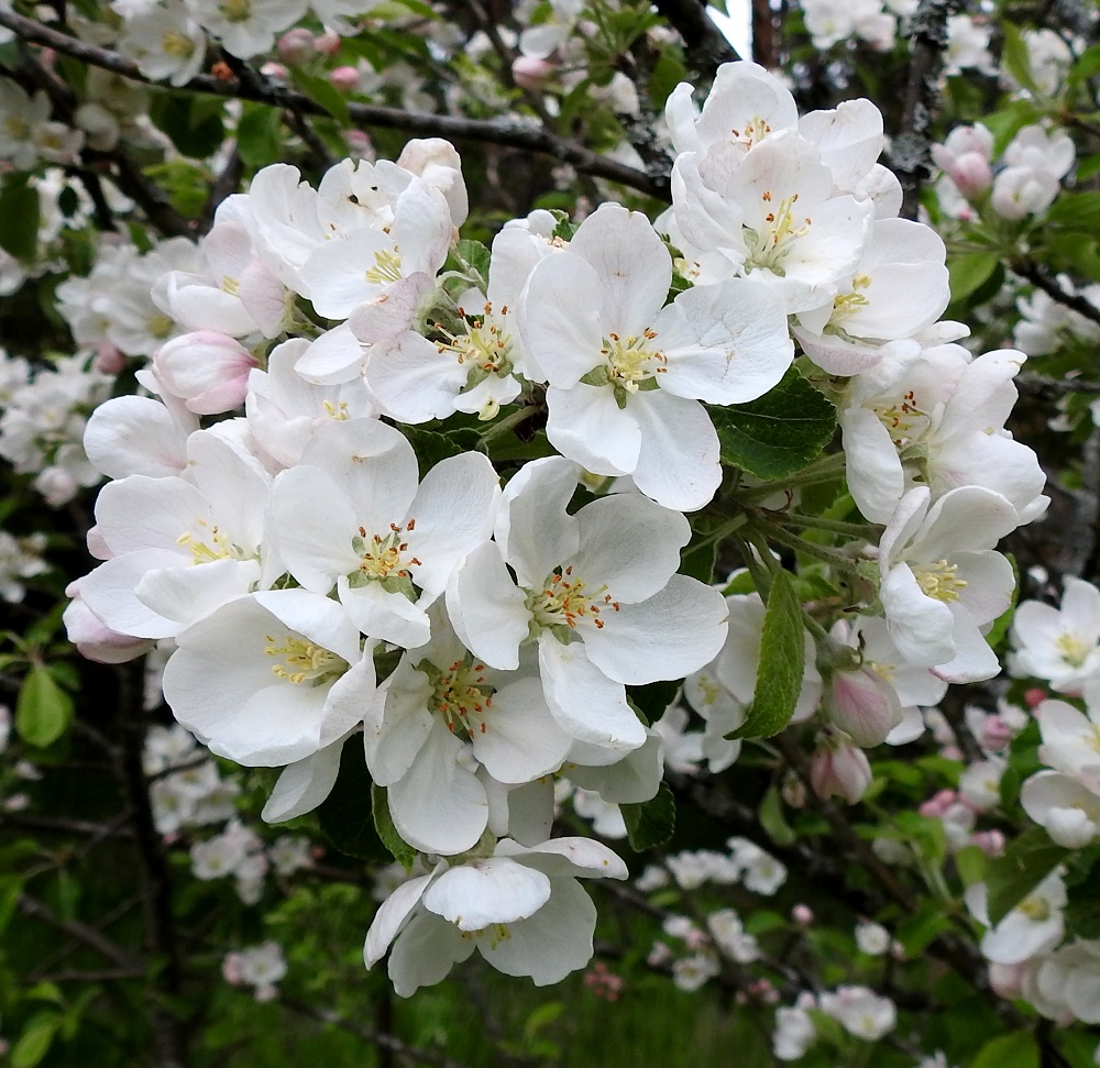 Malus domestica - tarhaomenapuun teriö on säteittäinen ja yleensä noin 40-60 mm leveä. Terälehtiä on viisi. Ne ovat osittain toisiaan peittäviä. V, Turku, Iso-Heikkilä, Härkämäki, mäen kaakkoistyvi, mäntymetsän laitaruohikko, 28.5.2021. Copyright Hannu Kämäräinen.