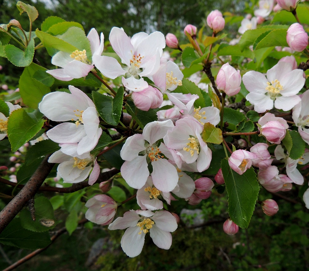 Malus sylvestris - metsäomenapuun kukat ovat sarjana, jossa on useimmiten kahdesta kuuteen kukkaa. Oksiin kehittyy siirottavia lyhytversoja eli suippopäisiä, piikkimäisiä oria. Yksi sellainen näkyy kuvassa vasemmalla alhaalla. 30.5.2013. Copyright Hannu Kämäräinen.