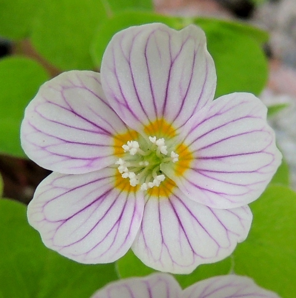 Oxalis acetosella - (metsä)käenkaalin terälehdet ovat useimmiten valkoiset, sinipunasuoniset ja tyveltään keltaiset sekä osittain lomittaiset. Ne ovat soikean tai pyöreähkön vastapuikeat ja pyöreä-, tylppä- tai lanttokärkiset sekä tavallisesti noin 8-13 mm pitkät ja leveimmältä kohtaa noin 5-10 mm leveät. EH, Hämeenlinna, Loimalahti, Hirsimäki, omakotialue, Näsiäntien varren pihamaa, 18.6.2013. Copyright Hannu Kämäräinen.