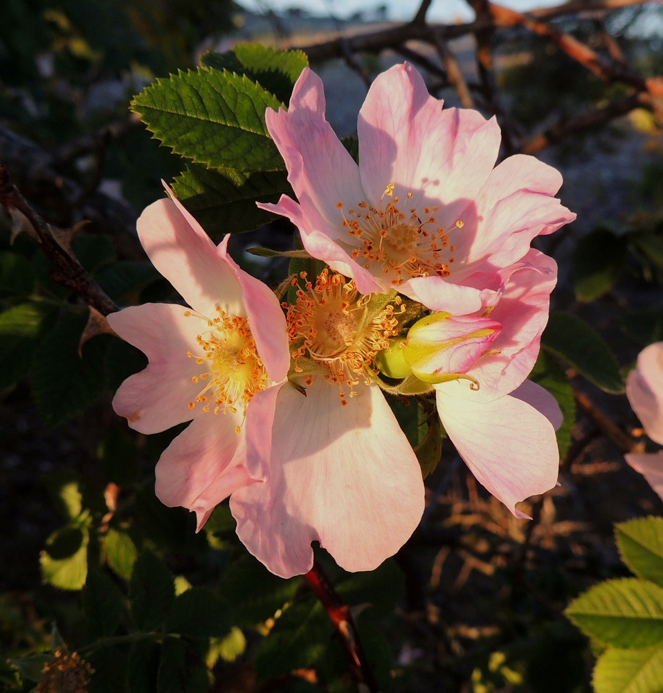 Rosa caesia - himmeäorjanruusun kukkaperät ovat niin lyhyet, että neljän kukan huiskilosta tulee lähes pallomainen. V, Turku, Ruissalo, länsipää, Kolkka-niemen eteläkärjen merenranta-alue, 11.7.2014. Copyright Hannu Kämäräinen.