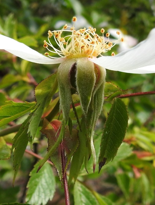 Rosa canina - kaljukoiranruusun verholehdet kääntyvät jo kukinnan loppuvaiheessa jyrkästi alaspäin kukkapohjuksen sivuille. Ne ovat sisäpinnalta sekä reunoista tiheästi villakarvaiset. Laidoissa on myös vaihtelevasti punaisia tai punaruskeita nystyjä ja nystykarvoja. 20.6.2023. Copyright Hannu Kämäräinen.