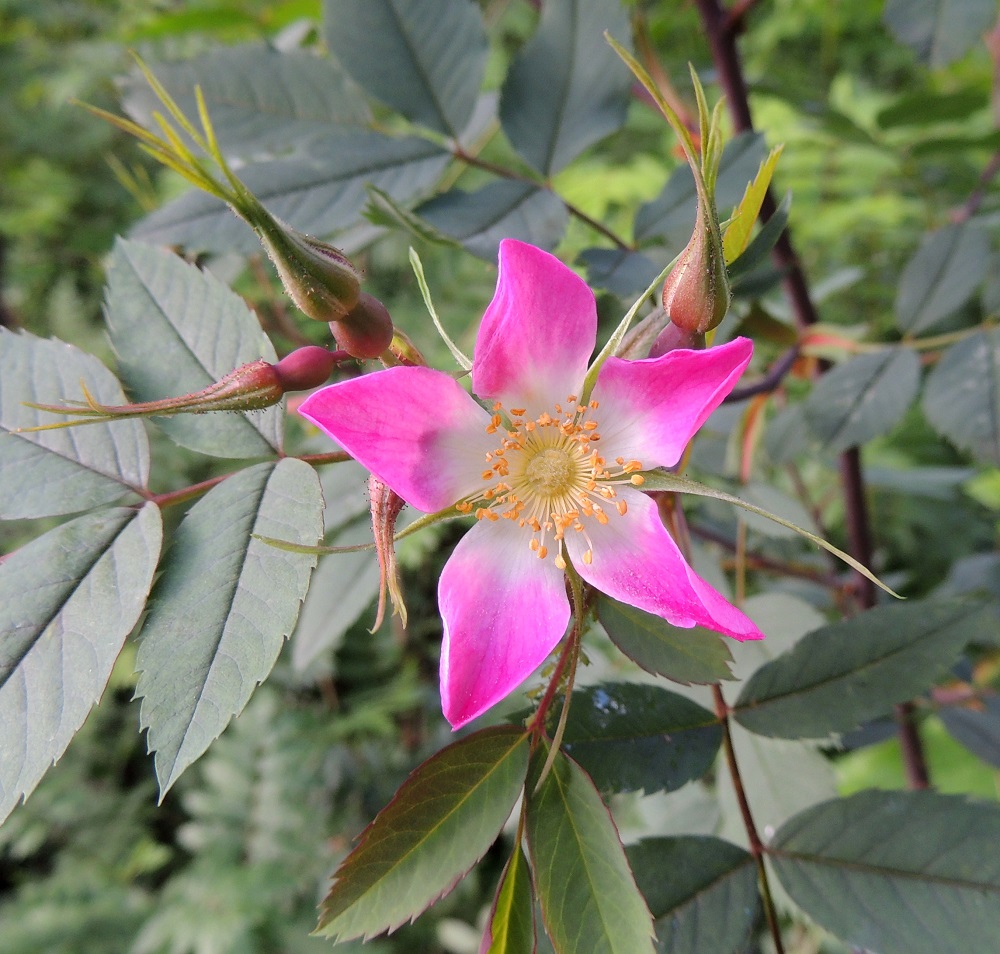 Rosa glauca - punalehtiruusun kukat ovat vuosiversojen kärjessä lehtihankaisesti yksittäin tai kukinto on kahdesta viiteen kukan huiskilo. EH, Hämeenlinna, Voutila, Nummi, Nummen koulun ja Onnenpolun pään välinen havumetsäkaista, 25.6.2014. Copyright Hannu Kämäräinen.