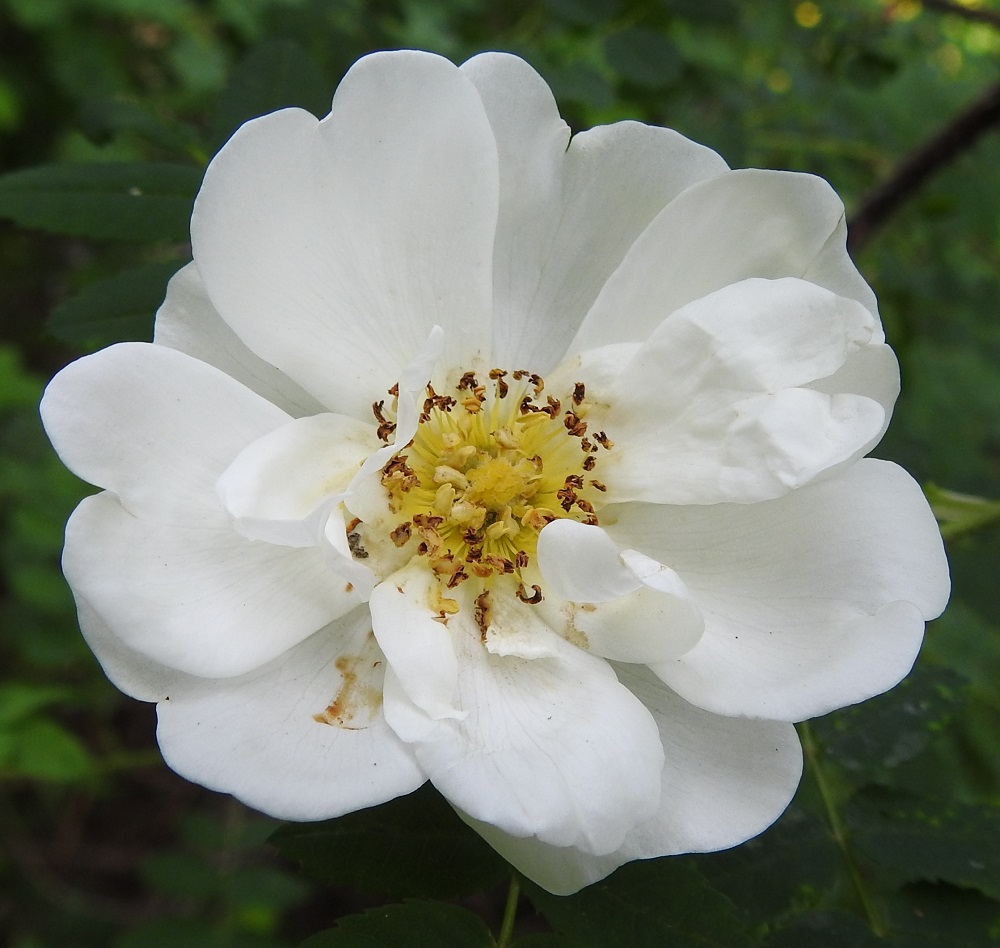 Rosa spinosissima 'Plena' - juhannusruusun terälehdet ovat lähinnä vastapuikeat, suippotyviset ja lovi-, lantto- tai tylppäkärkiset. Pituutta niillä on tavallisesti noin 10-25 mm ja leveyttä leveimmältä kohtaa noin 10-30 mm. Sisimmät terälehdet voivat olla tätä pienempiä ja malliltaan epäsymmetrisempiä. Heteitä on paljon. Niiden palhot ovat noin 2-8 mm pitkät, ja keltaiset ponnet ovat noin 1,5-2 mm pitkät. Kuten kuvasta on nähtävissä, ulommat heteet ovat jo ruskeat ja lakastuneet, mutta sisimmät heteet ovat vasta nousemassa esiin. Hyvin lyhyitä ja karvaisia emin vartaloita on paljon. Pyöreät luotit ovat niiden kärjessä. 7.6.2024. Copyright Hannu Kämäräinen.