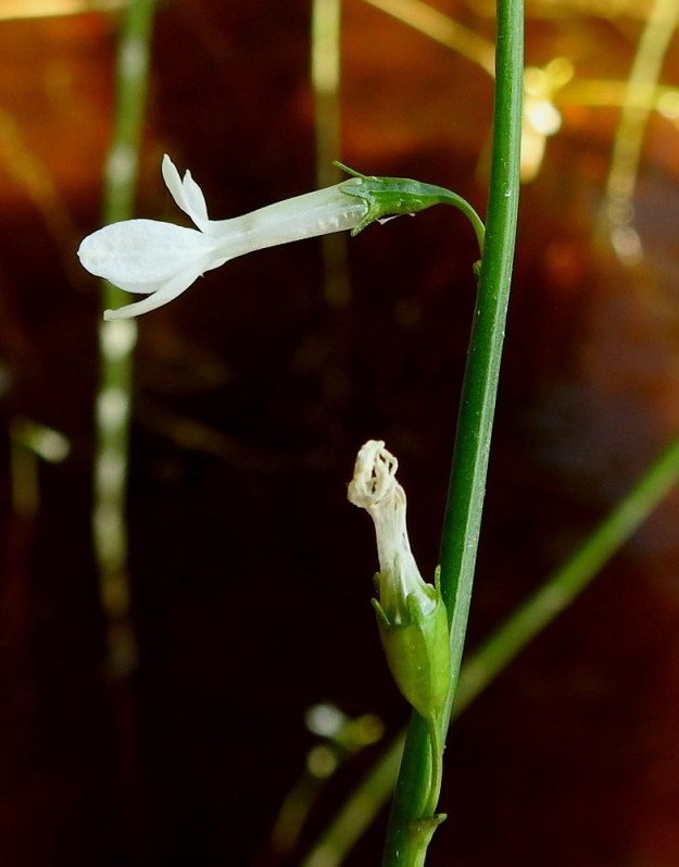Lobelia dortmanna - nuottaruohon kehänalaisen sikiäimen sisältävä kukkapohjus on vastakartiomainen, vihreä ja noin 3-4 mm pitkä. Se alkaa heti kukinnan jälkeen laajeta. Verholehtiä on viisi, ja ne ovat tasasoukat tai hieman kärkeä kohti kapenevat, pyöreäpäiset ja leveäväliset sekä noin 1-1,5 mm pitkät ja noin 0,5-0,8 mm leveät. Teriö on vaaleansininen tai valkoinen ja vastakohtaisesti kaksihuulinen sekä tavallisesti noin 10-15 mm pitkä. Sen tyviosa on torvimainen ja noin 6-8 mm pitkä. 28.6.2024. Copyright Hannu Kämäräinen.