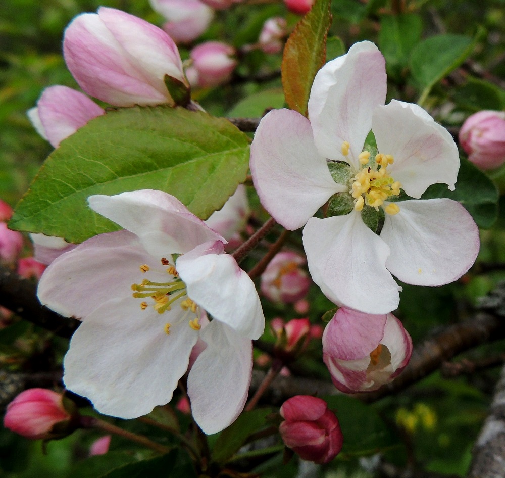 Malus sylvestris - metsäomenapuun teriö on säteittäinen, nupussa punainen tai vaaleanpunainen ja avoimena vaaleanpunainen tai valkoinen sekä yleensä noin 30-40 mm leveä. Terälehtiä on viisi. 30.5.2013. Copyright Hannu Kämäräinen.