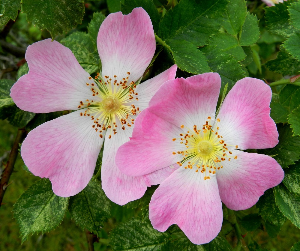 Rosa caesia - himmeäorjanruusun teriö on yleensä noin 40-50 mm leveä. Terälehdet ovat lähinnä vastapuikeat, suippotyviset ja lovi-, lantto- tai tylppäkärkiset. Pituutta terälehdillä on tavallisesti noin 20-25 mm ja leveyttä leveimmältä kohtaa noin 15-25 mm. Heteitä on paljon. Niiden palhot ovat noin 4-8 mm pitkät, ja keltaiset ponnet ovat noin 1-1,5 mm pitkät. V, Kemiönsaari, (aik. Dragsfjärd), Hiittisten saaristo, Örö, saaren keskiosan suuren kanervanummi- ja ketoalueen itälaita Lyhyt ikävä -tien varressa, 14.7.2012. Copyright Hannu Kämäräinen.