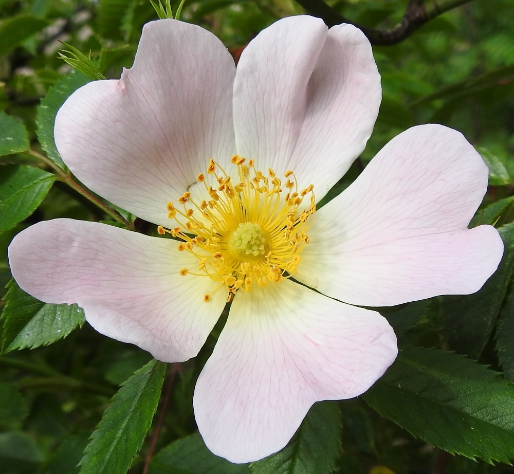 Rosa canina - kaljukoiranruusun teriössä on säteittäin useimmiten viisi terälehteä, jotka ovat vaaleanpunaiset tai valkoiset. Ne ovat lähinnä vastapuikeat, suippotyviset ja lovi-, lantto- tai tylppäkärkiset. Pituutta terälehdillä on tavallisesti noin 20-35 mm ja leveyttä leveimmältä kohtaa noin 15-25 mm. 20.6.2023. Copyright Hannu Kämäräinen.