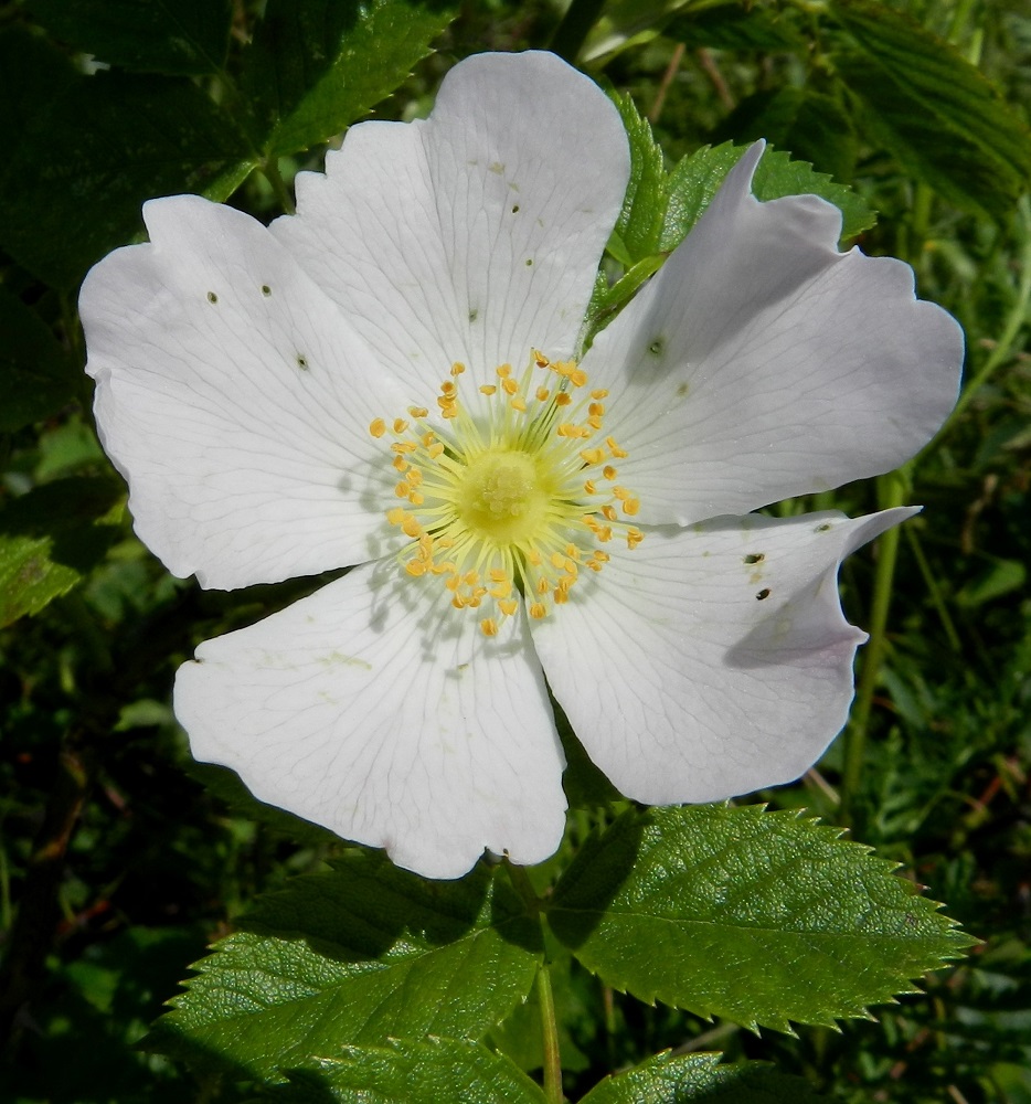 Rosa dumalis - heleäorjanruusun teriö voi harvoin olla myös valkoinen. Terälehtien kärkimuotoilu saattaa toisinaan olla hyvin omintakeinen. V, Kemiönsaari, (aik. Dragsfjärd), Hiittisten saaristo, Örö, saaren kaakkoisosa, Holmenin 12 tuuman tykkipatterikallio, 14.7.2012. Copyright Hannu Kämäräinen.