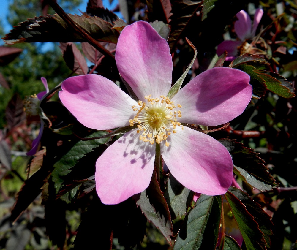 Rosa glauca - punalehtiruusun terälehdet ovat lähinnä kapean vastapuikeat, suippotyviset ja pyöreähkö- tai hieman suippokärkiset. Pituutta niillä on tavallisesti noin 17-22 mm ja leveyttä leveimmältä kohtaa noin 9-13 mm. Heteitä on paljon. Niiden palhot ovat noin 2-6 mm pitkät, ja keltaiset ponnet ovat noin 1-1,2 mm pitkät. Hyvin lyhyitä ja karvaisia emin vartaloita on paljon. Luotit ovat pyöreähköt ja vaaleankeltaiset. V, Kemiönsaari, (aik. Dragsfjärd), Hiittisten saaristo, Örö, saaren eteläkärki Södernäbben, entinen kuuden tuuman tykkipatterialue, 14.7.2012. Copyright Hannu Kämäräinen.