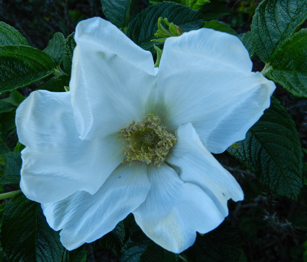 Rosa rugosa - kurtturuusun teriö on harvemmin vaaleanpunainen tai valkoinen, kuten kuvassa. Valkoisella värimuodolla on muotonimenä f. alba. U, Hanko, niemen eteläpuolen merenranta, Kolavikenin itälaidassa olevan Lilla Tallholmenin niemen ja Råuddenin kallioniemekkeen välinen hiekkaranta-alue, 18.6.2012. Copyright Hannu Kämäräinen.