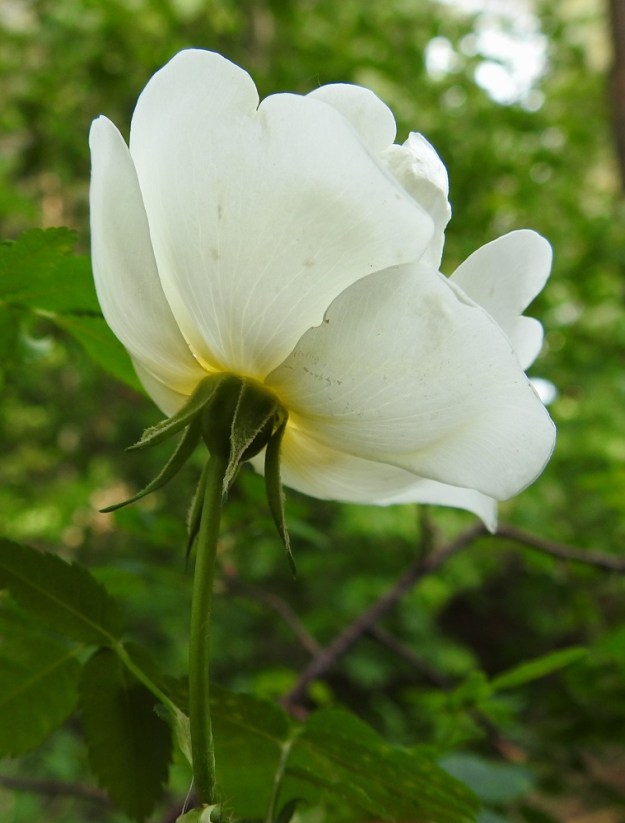Rosa spinosissima 'Plena' - juhannusruusun kukkaperä on yleensä noin 15-40 mm pitkä ja kalju tai harvakseen nystykarvainen. Verholehtiä on viisi, ja ne ovat hyvin kapeanpuikeat tai kapean kolmiomaiset, pitkäsuippuiset ja ehytlaitaiset sekä terälehtiin nähden lyhyet. Verholehdet ovat ulkopinnaltaan kaljut ja sisäpinnaltaan ja reunoiltaan karvaiset. Ne ovat tavallisesti noin 10-15 mm pitkät ja tyveltään noin 4-5 mm sekä kärkiosastaan noin 0,5-1 mm leveät. 7.6.2024. Copyright Hannu Kämäräinen.