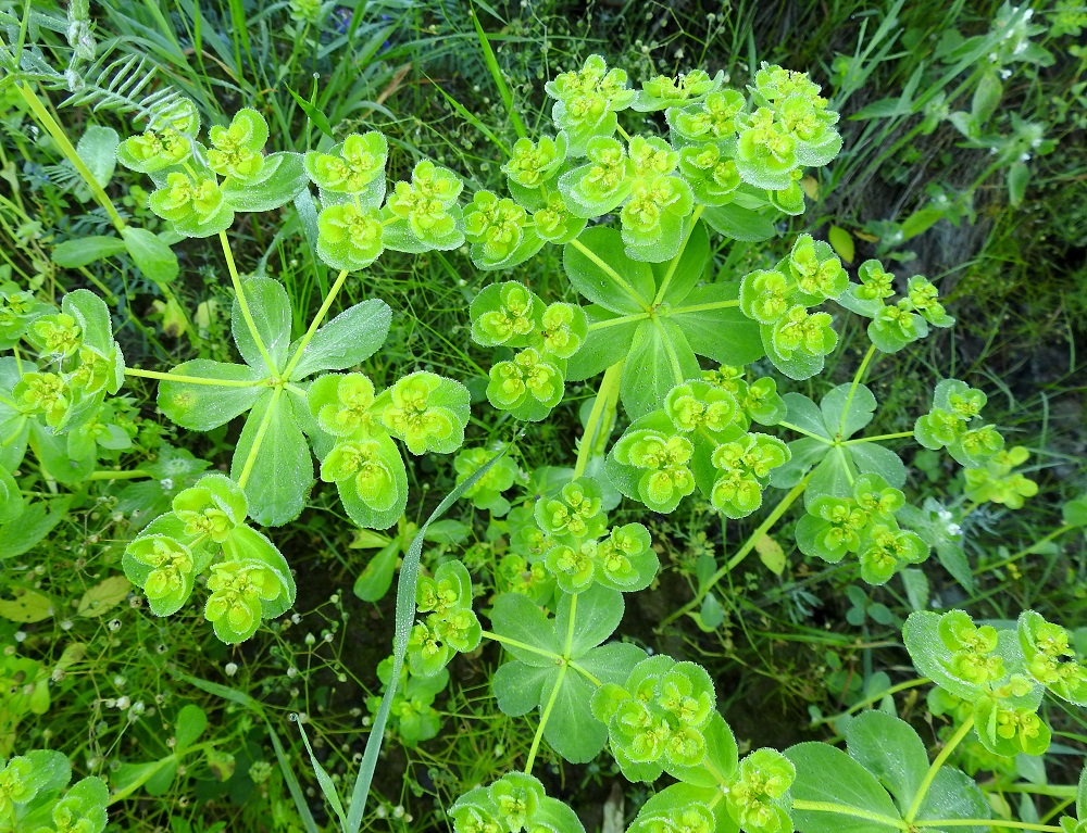 Euphorbia helioscopia - viisisädetyräkin kasvaessa ja kehittyessä kukin viidestä päähaarasta jakautuu kärkiosastaan edelleen kolmeen haaraan. 20.7.2024. Copyright Hannu Kämäräinen.