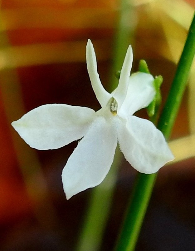 Lobelia dortmanna - nuottaruohon teriön ylähuuli on kaksiliuskainen. Liuskat ovat kapeat, ylöspäin suuntautuneet ja useimmiten noin 4-5 mm pitkät sekä noin 0,5-0,8 mm leveät. Alahuuli on kolmeliuskainen. Liuskat ovat soikeansuikeat ja suippo- tai pyöreähkökärkiset sekä yleensä noin 5-8 mm pitkät ja leveimmältä kohtaa noin 1,5-3 mm leveät. 28.6.2024. Copyright Hannu Kämäräinen.