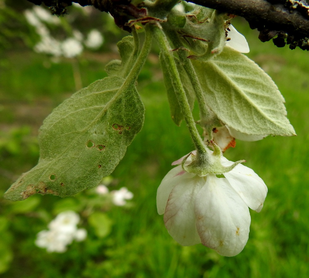 Malus domestica - tarhaomenapuun kukkaperä on yleensä noin 15-25 mm pitkä ja tiheä- tai huopakarvainen. Verholehtiä on viisi. Ne ovat kapeanpuikeat tai kapean kolmiomaiset, ehytlaitaiset ja molemmin puolin huopakarvaiset. Pituutta niillä on tavallisesti noin 5-8 mm ja leveyttä tyveltä noin 3-4 mm. Kuvan ylälaidassa näkyvät myös lehtien korvakkeet, jotka ovat rihmamaisen kapeat ja noin 5-10 mm pitkät. Ne kuihtuvat ruskeiksi ja varisevat usein jo kukintavaiheessa. V, Turku, Iso-Heikkilä, Härkämäki, mäen kaakkoistyvi, mäntymetsän laitaruohikko, 28.5.2021. Copyright Hannu Kämäräinen.