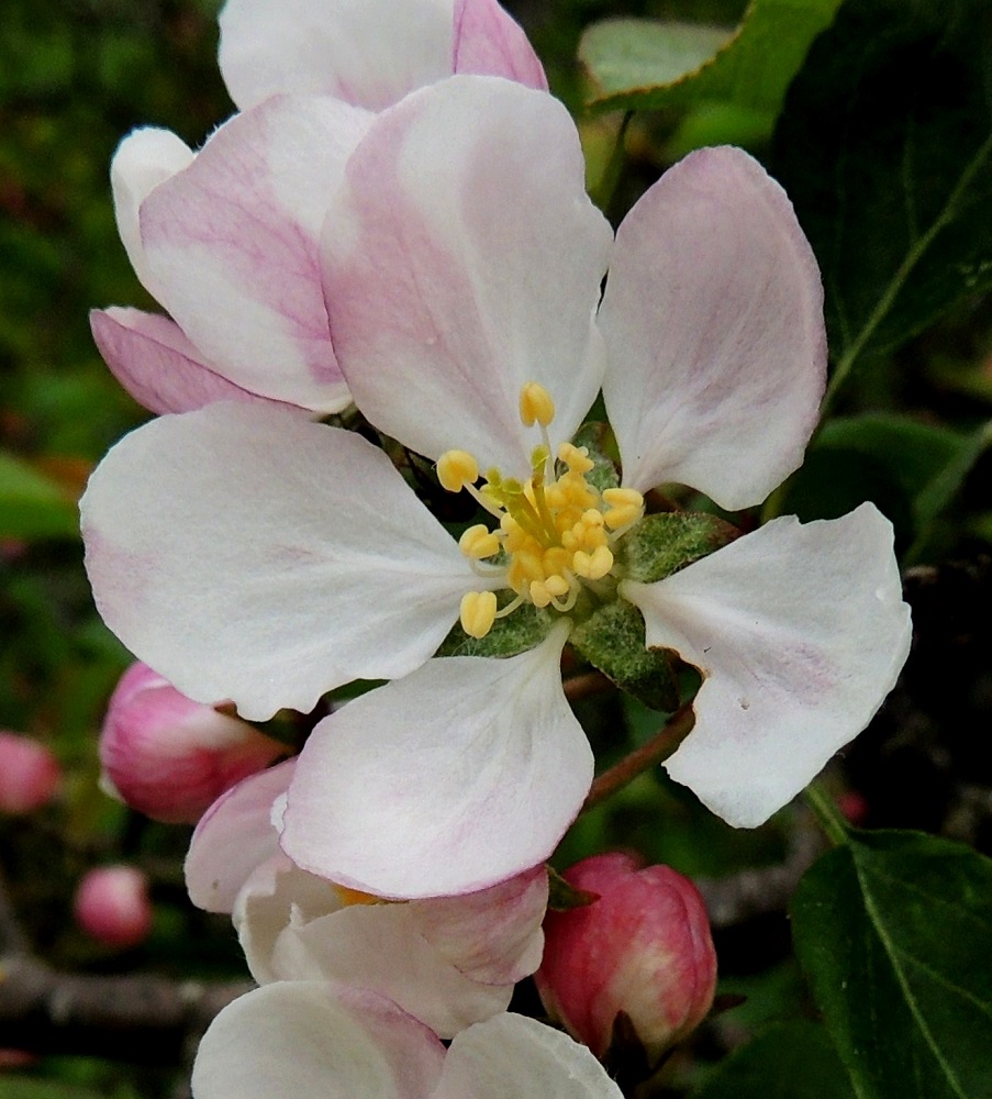Malus sylvestris - metsäomenapuun terälehdet ovat kärkiosastaan lähinnä leveänsoikeat ja kapenevat jyrkästi vain noin 0,5 mm leveäksi kynneksi. Pituutta terälehdillä on kynnen kanssa tavallisesti noin 13-20 mm ja leveyttä leveimmältä kohtaa noin 8-12 mm. Terälehdet ovat rinnakkaiset eivätkä lomitu keskenään. Niiden tyvi on niin väljä, että verholehtien karvainen sisäpinta on hyvin näkyvillä. Heteitä on 15-20. Niiden palhot ovat noin 5-8 mm pitkät ja ponnet noin 1,5-2 mm pitkät. Emejä on kolmesta viiteen, ja niiden vartalot ovat tyviosastaan yhtyneet. Emit luotteineen ovat noin 7-10 mm pitkät. 30.5.2013. Copyright Hannu Kämäräinen.