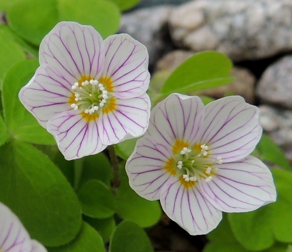 Oxalis acetosella - (metsä)käenkaalin kukassa on kymmenen hedettä. Ne ovat noin 5-8 mm pitkät ja palhoiltaan yleensä valkoiset. Ponnet ovat valkoiset ja noin 0,5 mm pitkät. Kuvassa kukan pohjalla näkyvä, kehänpäällinen sikiäin on viisiharjuinen. Emin vartaloita on viisi, ja ne ovat pyöreine, pienine luotteineen noin 5-8 mm pitkät ja palhoja ohuemmat. EH, Hämeenlinna, Loimalahti, Hirsimäki, omakotialue, Näsiäntien varren pihamaa, 18.6.2013. Copyright Hannu Kämäräinen.