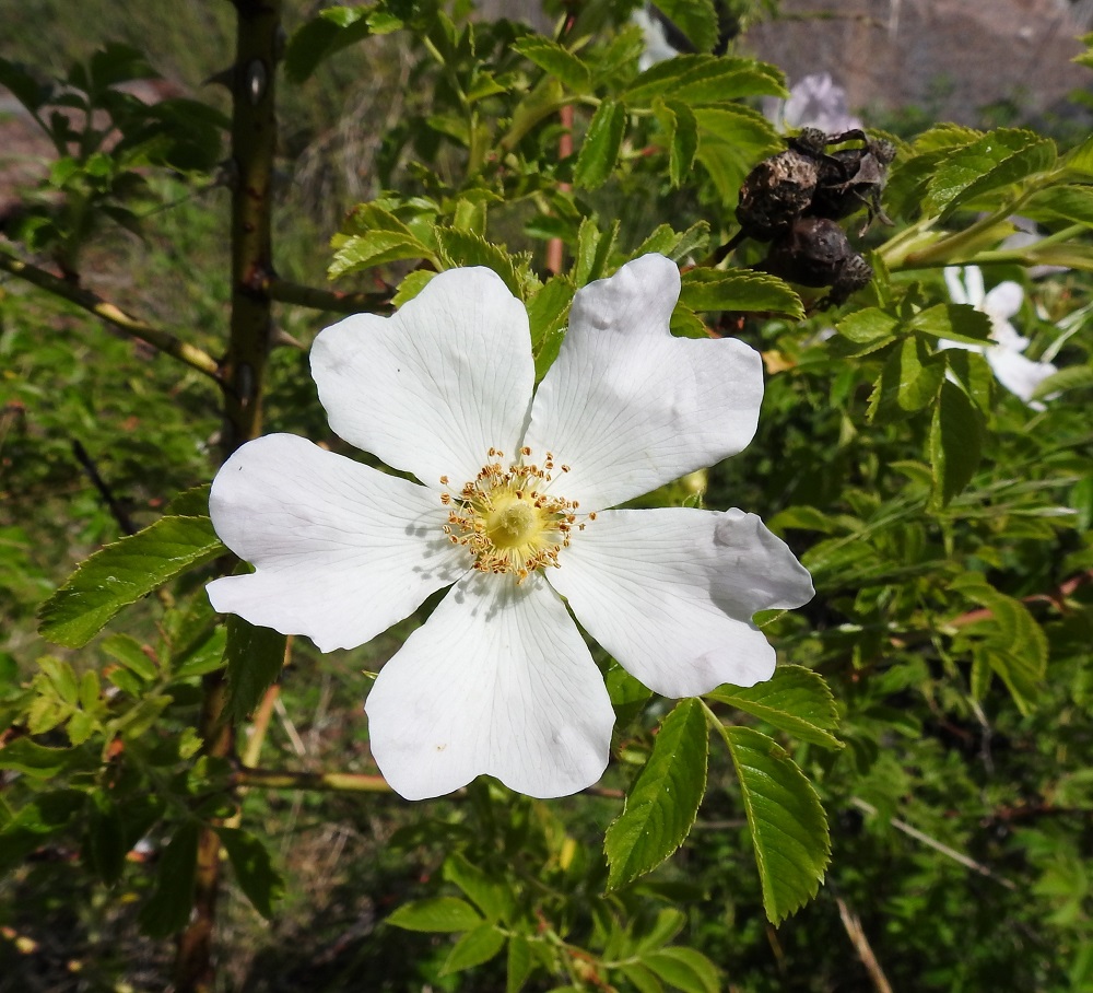 Rosa caesia - himmeäorjanruusupensas voi toisinaan olla myös aivan valkoteriöinen. A, Sund, Prästö, Barsneudden-niemi, Prästötornetin tykkitornin rauniokummun lounaislaita, 23.6.2023. Copyright Hannu Kämäräinen.