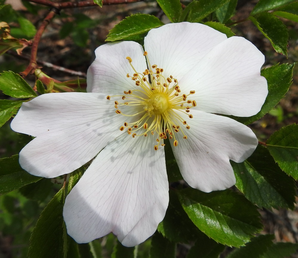 Rosa canina - kaljukoiranruusun viisiterälehtisten kukkien joukossa voi toisinaan olla useampiakin kukkia, joissa terälehtiä onkin kuusi. Terälehtien koko voi vaihdella samassakin kukassa. Tämä koon vaihtelu on kyllä aika yleistä myös muilla ruusulajeilla. 20.6.2023. Copyright Hannu Kämäräinen.