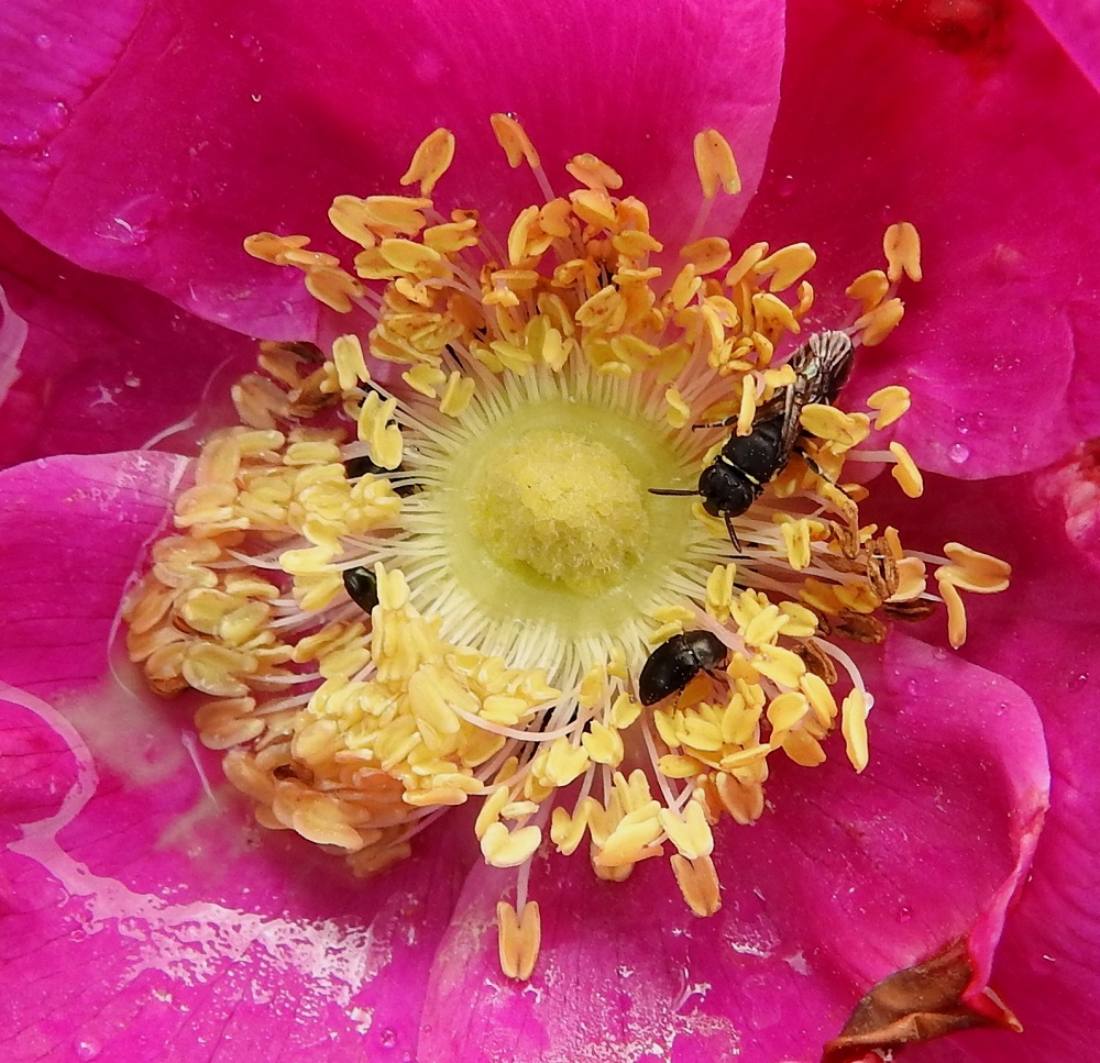 Rosa rugosa - kurtturuusun kukassa on paljon heteitä. Niiden palhot ovat noin 5-10 mm pitkät, ja keltaiset ponnet ovat noin 1-1,5 mm pitkät. Myös hyvin lyhyitä ja jossain määrin karvaisia emin vartaloita on paljon. Luotit ovat pyöreähköt ja vaaleankeltaiset. Tiiviiseen, vasta avautuneeseen teriöön muodostuu helposti pieni sadevesiallas. Veden valtaan joutuneet heteiden ponnet kuivuttuaan ilmeisesti luovuttavat siitepölynsä ihan normaalisti. EH, Hämeenlinna, Käikälä, Paikkalantien ja teollisuusraiteen välinen ruohikkokaista ja ratapenger pääradan alikulun itäpuolella 12.8.2024. Copyright Hannu Kämäräinen.