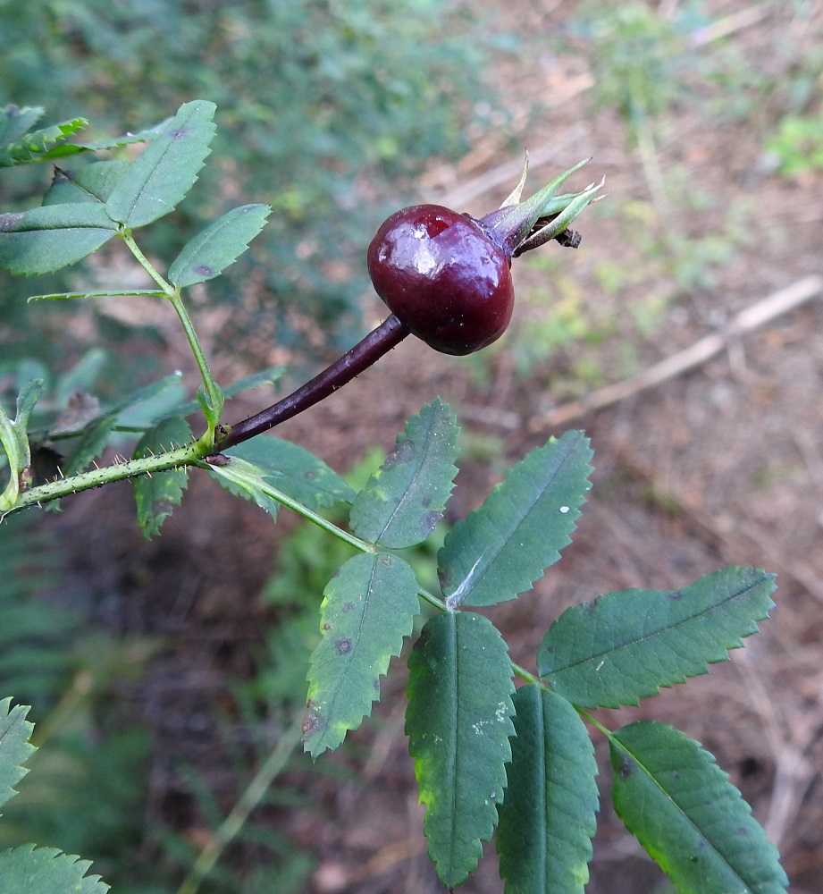 Rosa spinosissima 'Plena' - juhannusruusun kukkapohjuksesta paisuu kalju ja kypsänä punaruskea tai -musta, marjamainen kiulukka, joka on malliltaan pallomainen tai pituussuunnassaan hieman litistyneen pallomainen. Se on useimmiten noin 8-10 mm pitkä ja noin 10-12 mm leveä. Myös kiulukkaperä muuttuu aika usein kiulukan väriseksi. 15.8.2024. Copyright Hannu Kämäräinen.