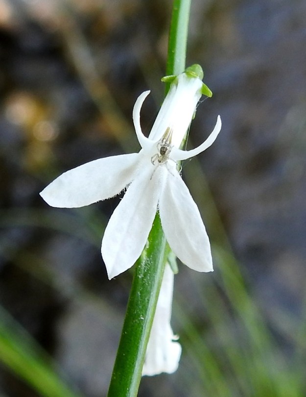 Lobelia dortmanna - nuottaruoho varmistaa siementuotantonsa sataprosenttisesti, sillä kukissa tapahtuu itsepölytys jo ennen niiden avautumista. Kukissa käy kyllä hyönteisiäkin, ainakin satunnaisesti, mutta niiden vierailuilla ei ole vaikutusta pölytystulokseen. Kuvassa pienen pieni kukkahämähäkki odottaa teriön väriin sopeutuneena näitä satunnaisia vierailijoita. Oma kysymyksensä on, miten se on päätynyt usean metrin päässä rannasta olevaan vesikasviin. Vaikka nuottaruohon sanotaankin olevan kalju, teriön lähikuvassa on nähtävissä lyhyttä karvoitusta teriönliuskoissa. 28.6.2024. Copyright Hannu Kämäräinen.