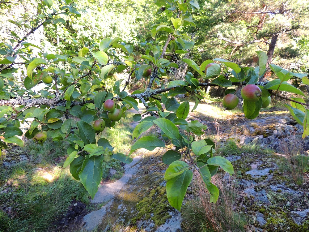 Malus domestica - tarhaomenapuun lehdet ovat vuosiversojen kärjessä ja oksien sivulla olevissa lyhytversoissa kierteisesti. Oksiin ei yleensä kehity piikkimäisiä lyhytversoja eli oria. Omenat ovat oksissa riippuvina. U, Inkoo, saaristo, Älgsjölandet, Älgsjö (Elisaari), saaren länsiosa, luonnonsuojelualue, kallioinen metsä, 19.7.2016. Copyright Hannu Kämäräinen.