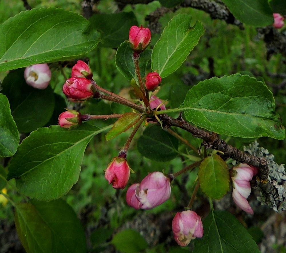 Malus sylvestris - metsäomenapuun kukkaperä on yleensä noin 20-30 mm pitkä, aluksi karvainen ja myöhemmin kaljuuntuva. Verholehtiä on viisi. Ne ovat kapeanpuikeat tai kapean kolmiomaiset, ehytlaitaiset ja ulkopinnaltaan kaljut. Pituutta niillä on tavallisesti noin 6-10 mm ja leveyttä tyveltä noin 2-3 mm. 30.5.2013. Copyright Hannu Kämäräinen.