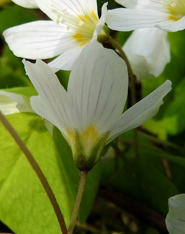 Oxalis acetosella - (metsä)käenkaalin verhiö on viisilehtinen. Verholehdet ovat kapeanpuikeat, vihreät ja reunoiltaan vaalean kalvolaitaiset sekä tavallisesti noin 4-5 mm pitkät ja leveimmältä kohtaa noin 1,5-2 mm leveät. EH, Hämeenlinna, Luhtiala, Aulangonjärven pohjoispää, Aulangon-Heikkilän tien puustoinen tienlaitarinne, 13.5.2018. Copyright Hannu Kämäräinen.