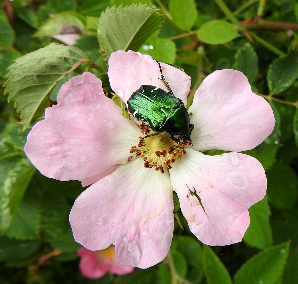 Rosa caesia - himmeäorjanruusun siitepöly kiinnostaa ravintomielessä myös kookasta kuparikuoriaista, Potosia cuprea. Sen vatsapuoli on tiheäkarvainen, ja karvoihin takertunut siitepöly kulkeutuu kätevästi toisten ruusunkukkien luoteille. A, Lemland, Järsö, ulkoilualue, Häggsuddeniin vievän Lillbörkövägenin pikkutien laita Söderfjärdenin pitkän, kiemuraisen merenlahden pohjoispuolella, rantalaitumen aidan vieressä, 12,7.2017. Copyright Hannu Kämäräinen.