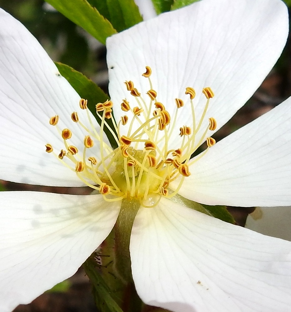 Rosa canina - kaljukoiranruusun kukassa on paljon heteitä. Niiden palhot ovat noin 4-12 mm pitkät, ja keltaiset ponnet ovat noin 1-1,5 mm pitkät. Emiö on erilehtinen, ja tiiviinä kimppuna esiin nousevia, luotteineen noin 2-3 mm pitkiä, vaihtelevasti karvaisia emin vartaloita on paljon. 20.6.2023. Copyright Hannu Kämäräinen.