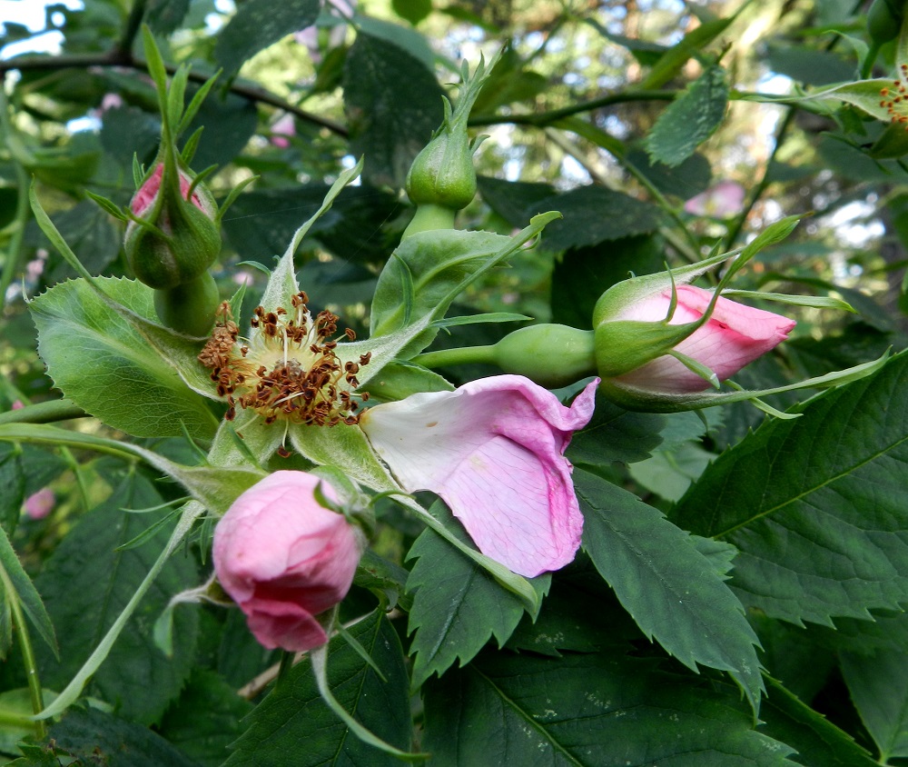 Rosa dumalis - heleäorjanruusun kukkaperä on useimmiten noin 7-10 mm pitkä. Kukkaperä ja kukkapohjus ovat kaljuja. Verholehtiä on viisi. Ne ovat hyvin kapeanpuikeat, kärkiosasta kapean pitkäsuippuiset ja sivuliuskaiset tai liuskattomat sekä ulkopinnalta vaihtelevasti ja sisäpinnalta tiheästi villakarvaiset. Verholehdet ovat tavallisesti noin 15-25 mm pitkät ja tyveltään noin 3-5 mm sekä kärkiosastaan noin 0,5-2 mm leveät. Verholehdet ovat kukinnan jälkeen yleisimmin sivulle siirottavat ja harvemmin ylä- tai alaviistot. V, Kemiönsaari, (aik. Dragsfjärd), Hiittisten saaristo, Örö, saaren lounaisosa, eteläkärkeen vievän Pitkä ikävä -tien varren harvan metsikön laide, 14.7.2012. Copyright Hannu Kämäräinen.