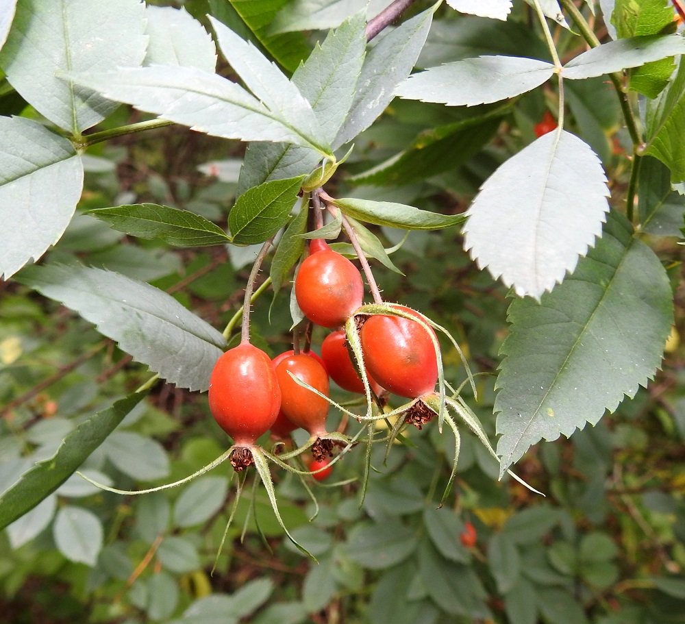 Rosa glauca - punalehtiruusun kukkapohjuksesta paisuu kalju ja kypsänä punainen tai sinipunainen, marjamainen kiulukka, joka on malliltaan pyöreähkö tai pitkänpyöreä. Se on useimmiten noin 10-15 mm pitkä ja noin 10 mm leveä. Verholehdet karisevat kiulukan kypsyttyä. EH, Hämeenlinna, Kankaantausta Luolajan kaupunginosan rajalla, Nuppola, Luolajanharjun laella kulkevan ulkoilu-uran laide, harjumetsä, 6.9.2020. Copyright Hannu Kämäräinen.