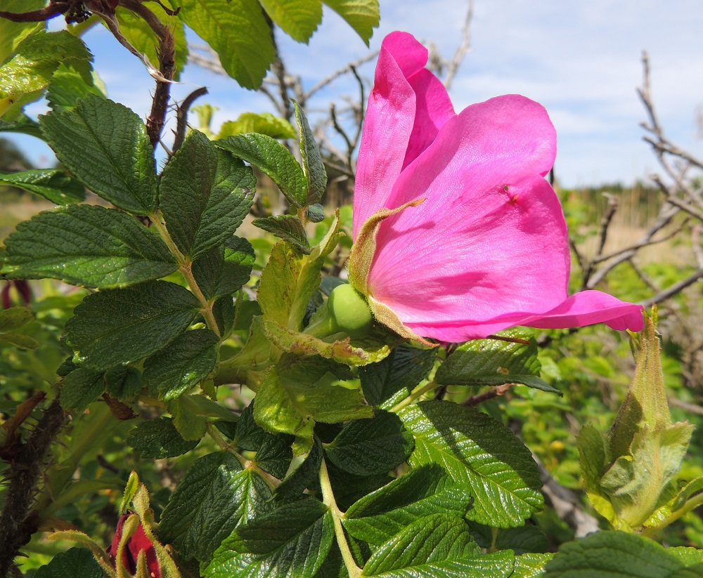 Rosa rugosa - kurtturuusun kukkia on vähimmillään yksi, ainakin aluksi. Kukkapohjus on litistyneen pyöreä ja useimmiten kalju. Verholehdet ovat toisinaan teriön kokoon nähden varsin vaatimattomat. A, Eckerö, Storby, postitalon länsipuolisen merenrannan kallioinen niittyalue, 12.6.2014. Copyright Hannu Kämäräinen.