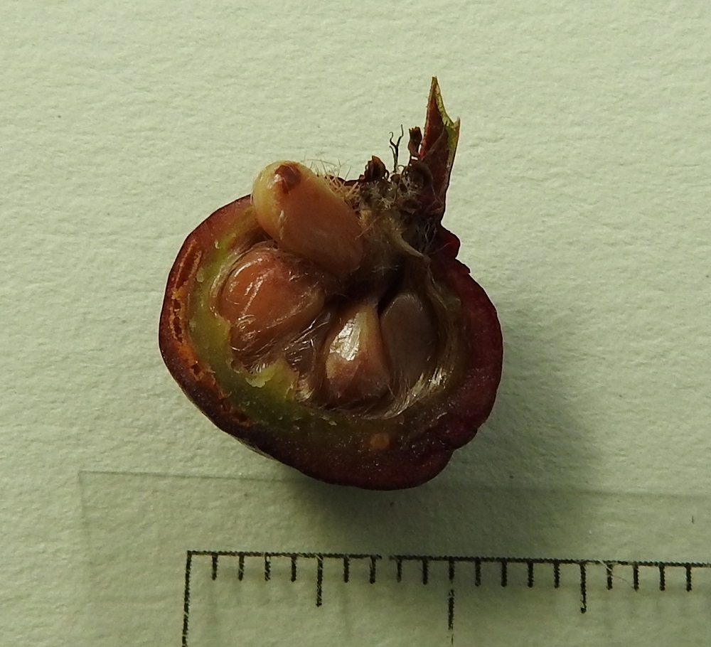 Rosa spinosissima 'Plena' - juhannusruusun kiulukan sisällä on joukko kellertäviä tai kellanruskeita pähkylöitä, jotka ovat epäsymmetrisen pitkulaisia, toiselta sivulta kuperia ja jossain määrin kulmikkaita sekä noin 4-5 mm pitkiä ja noin 2,5-3 mm leveitä. Pähkylän kupera sivu on pitkäkarvainen. 15.8.2024. Copyright Hannu Kämäräinen.