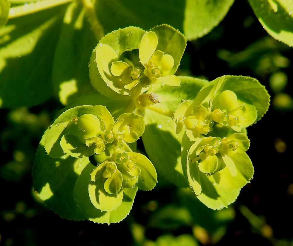 Euphorbia helioscopia - viisisädetyräkin, kuten muittenkin tyräkkien kukinto on hyvin monimutkainen kokonaisuus. Kerrannaissarjan uloimmat osakukinnot muodostavat tyräkeille tyypillisen valekukan (cyathium), jossa alimpana on pikarimainen, vihreä tai kellanvihreä suojus, joka on läpimitaltaan noin 1,3-1,8 mm. Sen laidoilla on neljä soikeaa, vihreää ja sarvetonta mesiäislevyä. Kukat ovat kehättömät eli teriötä tai verhiötä ei ole. Suojusmaljan pohjalta nousee joukko yksiheteisiä hedekukkia, jotka ovat täydessä mitassaan noin 1,5-2 mm pitkät. Hedekukkien keskellä on yksi emikukka, jonka perä taipuu pian sivulle Perän kärjessä oleva sikiäin on pallomainen ja läpimitaltaan noin 1,2-1,5 mm. 20.7.2024. Copyright Hannu Kämäräinen.