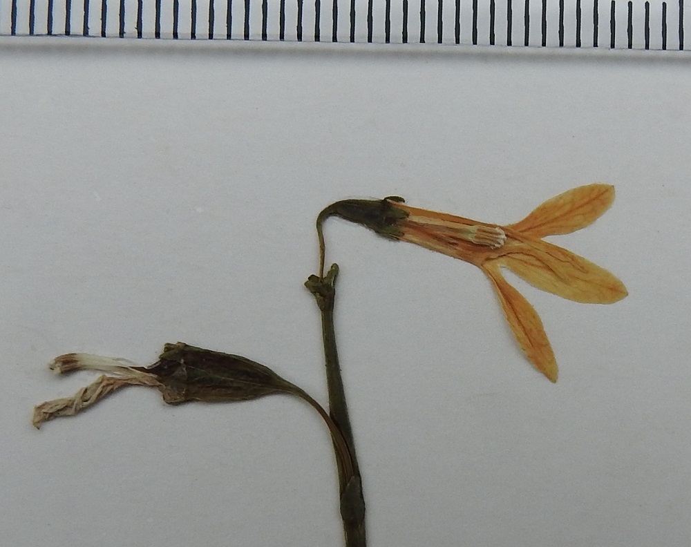 Lobelia dortmanna - nuottaruohon teriön torvimainen tyviosa on yläsivultaan lähes koko pituudeltaan avoin. Näytekuvassa prässäys on levittänyt "aukileen" niin, että heteet ovat tulleet näkyviin. Viisi hedettä ovat noin 7-8 mm pitkät ja ponsistaan sekä palhon kärkiosastaan yhteenkasvaneet. Ponnet ovat kapeat ja kärjestään tai selästään karvaiset. Niiden osuus heteiden pituudesta on noin 2 mm. EH, Hämeenlinna, Loimalahti, Alajärvi, Tervaniemen tyvellä olevan vene- ja uimarannan välinen, vajaan metrin syvyinen rantavesi, 10.8.1985. Kuva näytteestä, copyright Hannu Kämäräinen.