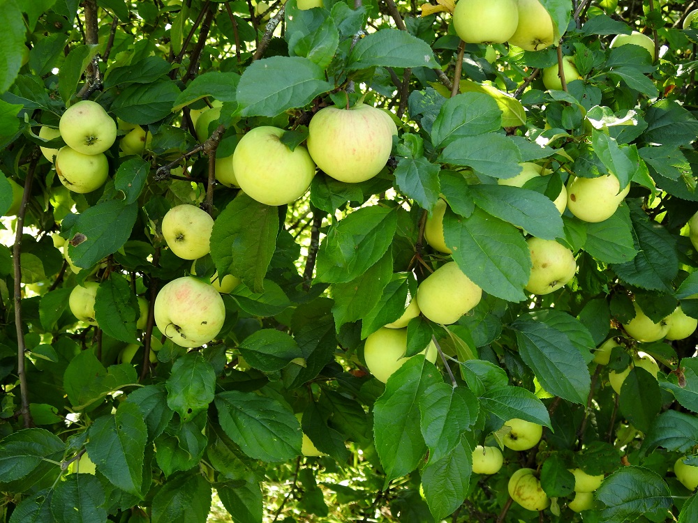Malus domestica - tarhaomenapuun omena paisuu sikiäimestä ja kukkapohjuksesta. Sen muoto vaihtelee hieman litistyneen pallomaisesta pitkänpyöreään. Omena on yleensä noin 30-100 mm läpimitaltaan. Tyvessä ja kärjessä on kuoppa. Omena on kypsänä vihreä, keltainen tai eriasteisesti punainen ja hyvin mehevä sekä tavallisimmin makea tai happaman makea. EH, Hämeenlinna, Vanaja, Paikkalantien länsilaita 100 m hautausmaa-alueen pohjoispuolella ja noin 250 m lähimmästä asutuksesta, 29.8.2024. Copyright Hannu Kämäräinen.