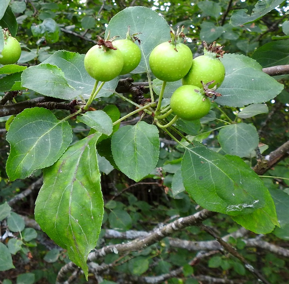Malus sylvestris - metsäomenapuun hedelmä on sikiäimestä ja kukkapohjuksesta paisuva omena, joka on lähinnä pallomainen ja noin 10-20 mm läpimitaltaan. Omena on pitkän peränsä kärjessä pystyasennossa. Se on kypsänäkin yleensä puisevan kova ja vihreä, kellanvihreä tai suorassa auringossa toisinaan hieman punertuva sekä kitkeränmakuinen. Verholehdet pysyvät omenan kärjessä ainakin jonkin aikaa. Hyvät omenasatovuodet ovat harvinaisia. Niiden väli voi olla kymmenenkin vuotta. A, Finström, Bastö, koilliskulma, Ekudden, tammi- ja saarnivaltainen niemi, 11.7.2022. Copyright Hannu Kämäräinen.