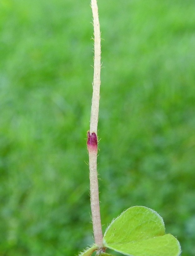 Oxalis acetosella - (metsä)käenkaalin kukka- ja hedelmävana on hento, karvainen ja yleensä noin 5-12 cm pitkä. Noin vanan puolivälissä on kaksi vihreää tai sinipunaista esilehteä, jotka ovat kapeanpuikeat, noin 3 mm pitkät ja noin 1-1,5 mm leveät. EH, Hämeenlinna, Loimalahti, Hirsimäki, omakotialue, Näsiäntien varren pihamaa, 25.8.2024. Copyright Hannu Kämäräinen.